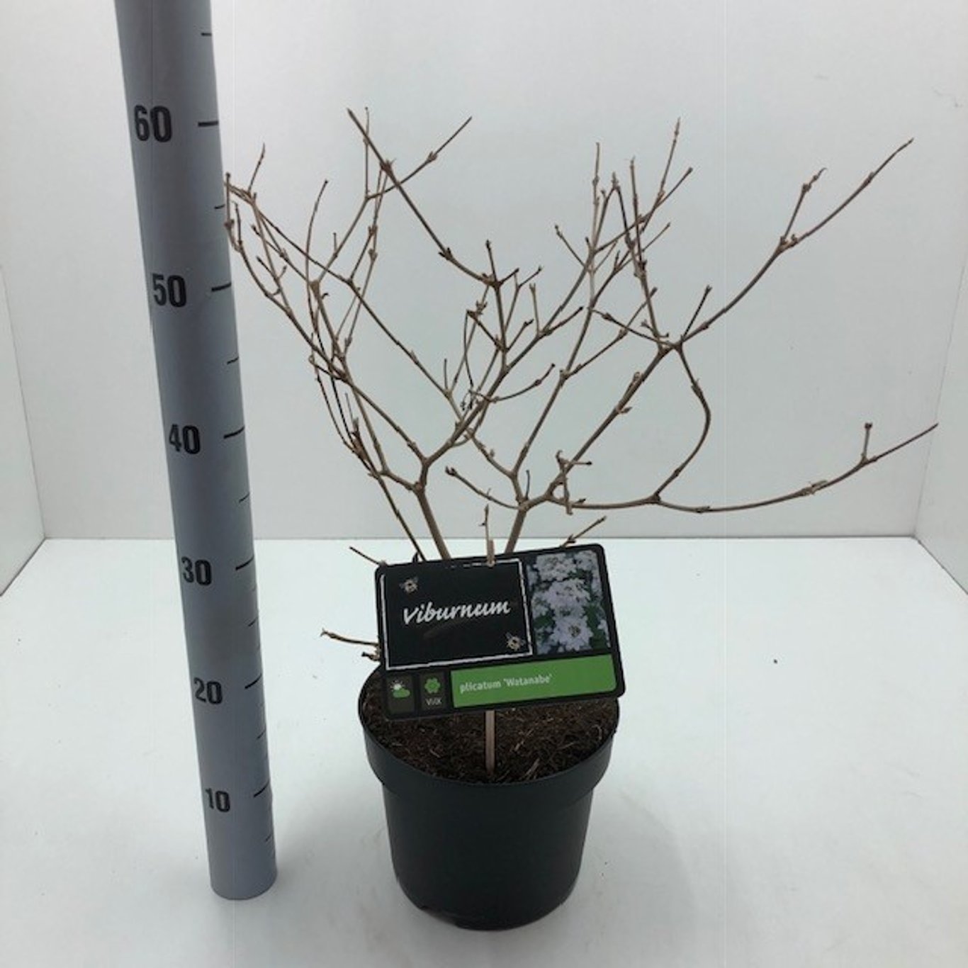 Japanskt olvon – Viburnum plicatum 'Watanabe' - C4